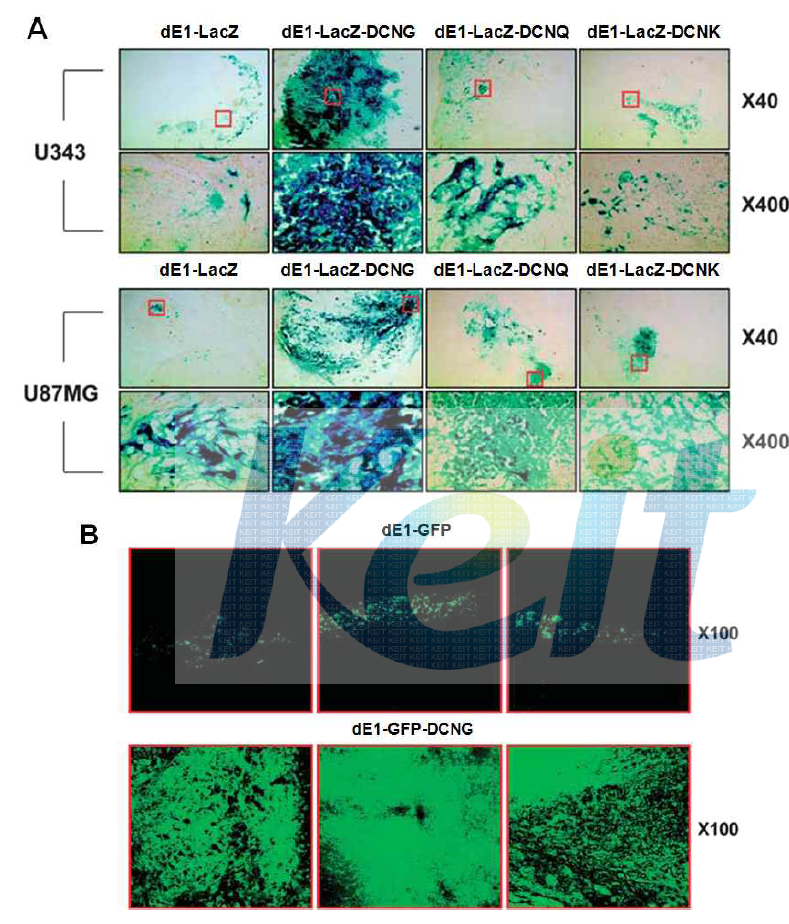 Decorin을 발현하는 복제 불능 아데노바이러스에 의한 종양 조직내 유전자 전달 효율 검증