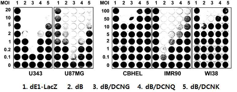 Decorin을 발현하는 종양 선택적 살상 아데노바이러스에 의한 세포 살상 효과 비교(CPE assay)