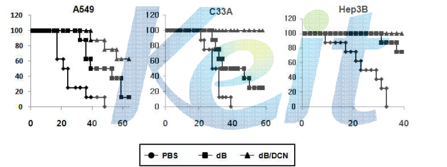 Decorin을 발현하는 종양 선택적 살상 아데노바이러스에 의한 누드 마우스의 생존율 변화 관찰