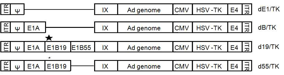 HSV-TK를 발현하는 다양한 아데노바이러스들의 모식도