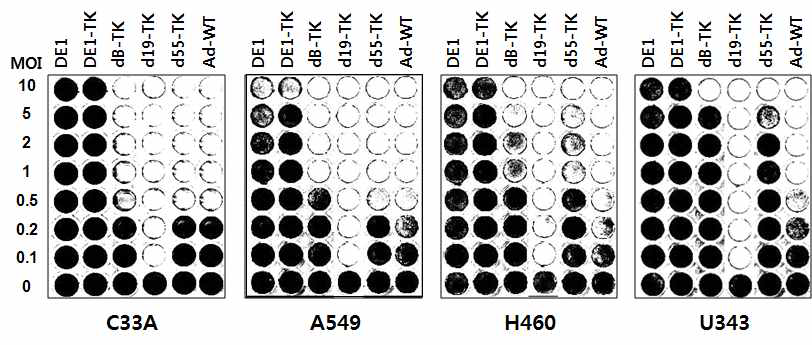 HSV-TK를 발현하는 다양한 아데노바이러스들에 의한 세포 살상 효과 비교(CPE asay)
