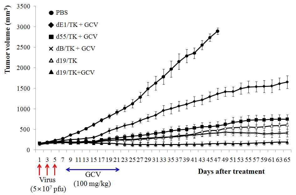 A549 종양 모델에서 HSV-TK를 발현하는 다양한 아데노바이러스에 의한 항종양 효과 비교