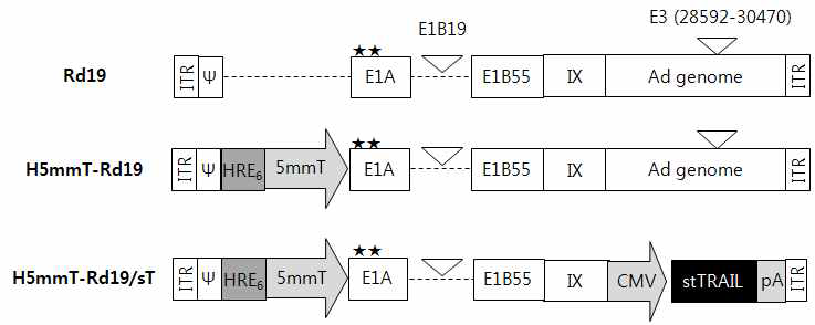 저산소 환경에서도 활성이 유지되는 종양 특이적 프로모터인 H5mmT에 의해 복제가 조절되는 복제가능 아데노바이러스 H5mmT-Rd19와 stTRAIL를 발현하는 H5mmT-Rd19/sT 아데노바이러스의 모식도