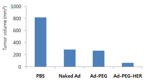 인체 난소암 SK-OV-3 종양 모델에서 PEG-HER로 중합된 종양 선택적 살상 아데노바이러스의 꼬리 정맥 투여 후 항종양 효과 검증