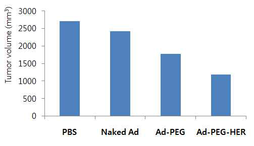 인체 유방암 MDA-MB-435 종양 모델에서 PEG-HER로 중합된 종양 선택적 살상 아데노바이러스의 꼬리 정맥 투여 후 항종양 효과 검증