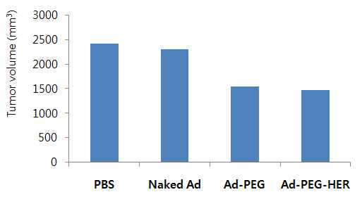 인체 유방암 MCF7-mot 종양 모델에서 PEG-HER로 중합된 종양 선택적 살상 아데노바이러스의 꼬리 정맥 투여 후 항종양 효과 검증