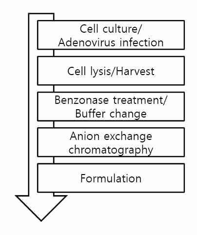 크로마토그래피를 이용한 아데노바이러스 정제 공정