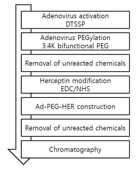 Ad-PEG-HER 제조 공정