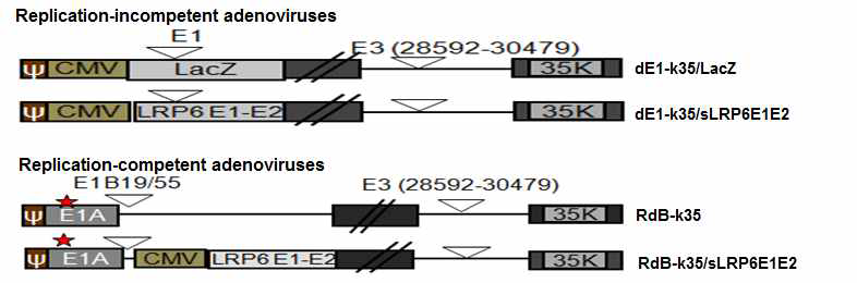 sLRP6 E1-E2를 발현하는 복제불능 및 암세포 특이적 복제가능 아데노바이러스의 모식도