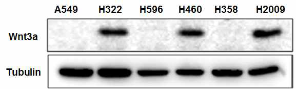 다양한 세포주에서의 endogenous 한 wnt3a의 발현을 면역침강법을 통해 확인한 결과