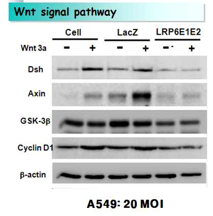LRP6 E1-E2의 처리에 의한 Wnt signaling pathway의 변화 관찰