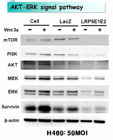 LRP6 E1-E2의 처리에 의한 세포의 증식 및 생존에 관련된 메커니즘의 변화 확인