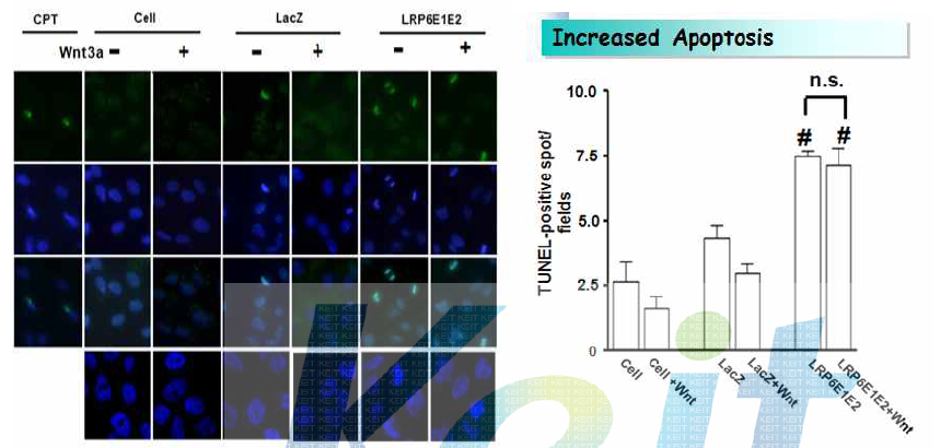 TUNEL 형광 염색을 통해 LRP6 E1-E2처리에 의한 암 세포 고사를 관찰과 TUNEL-positive spot의 정량화한 결과