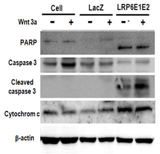 LRP6 E1-E2의 처리에 따른 세포고사 분자들의 변화를 western blot assay를 통한 관찰