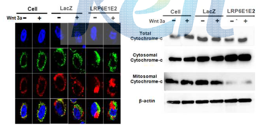 LRP6 E1-E2의 처리에 따른 미토콘드리아 경로를 통한 세포고사 유도 관찰