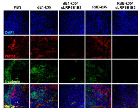 LRP6 E1-E2의 처리에 따른 종양 내에서 Wnt/b-catenin의 억제능 검증