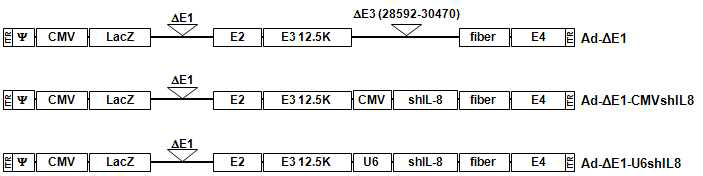 대조군으로 사용될 Ad-ΔE1과 IL-8 특이적 shRNA를 발현하는 복제불능 아데노바이러스의 모식도