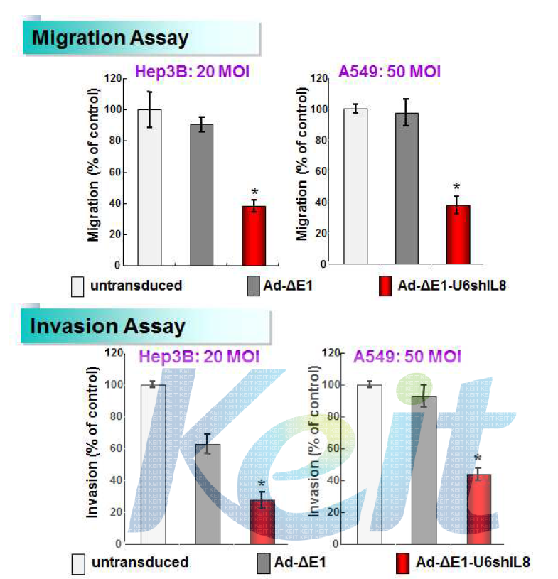 shIL8을 발현하는 복제불능 아데노바이러스에 의한 암세포의 이동과 침습 억제능 검증