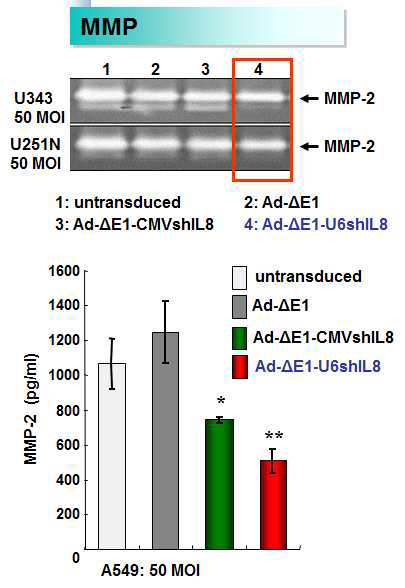 shIL8을 발현하는 복제불능 아데노바이러스에 의한 MMP-2의 활성 및 발현 억제능 검증(A) Gelatin zymogram assay(B) MMP-2 ELISA