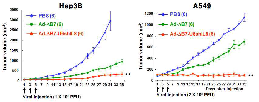 Ad-△B7, △B7-U6shIL8 바이러스 투여 후 유도되는 항종양 효과 검증