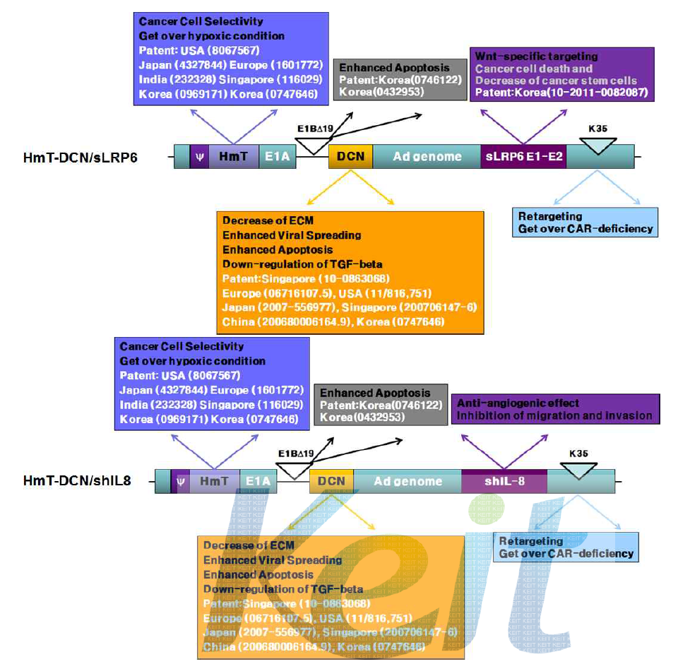 최종 제작될 암 치료용 종양 선택적 살상 아데노바이러스 유전자치료제 후보물질(HmT-DCN/sLRP6)과 backup 유전자치료제 물질(HmT-DCN/shIL8) 의 모식도