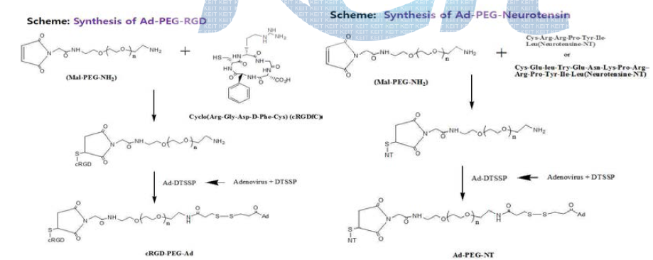 Ad-PEG-RGD와 Ad-PEG-NT1,NT2의 모식도