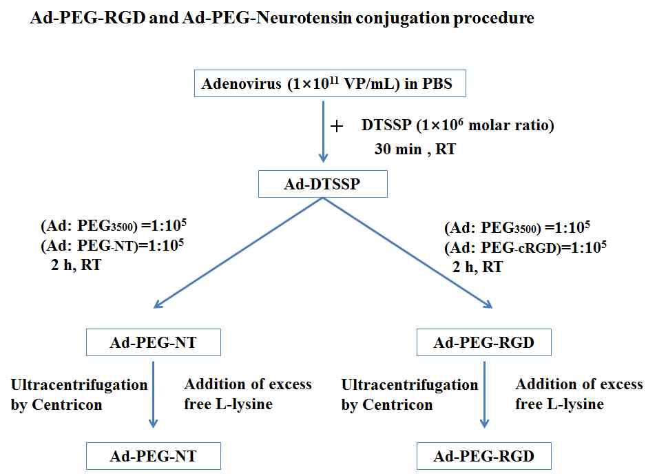 Ad-PEG-RGD와 Ad-PEG-NT1,NT2 conjugation procedure