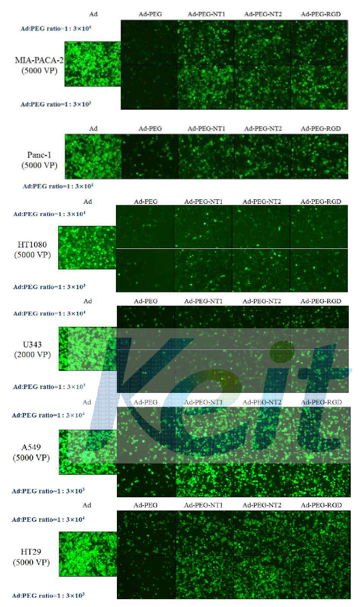 췌장암을 포함한 다양한 암종에서의 Ad-PEG-RGD와 Ad-PEG-NT에 의한 유전자 전달능 검증