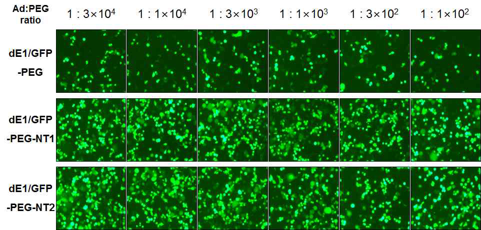 Panc-1 세포에서의 PEG 비율에 따른 유전자 전달능 검증