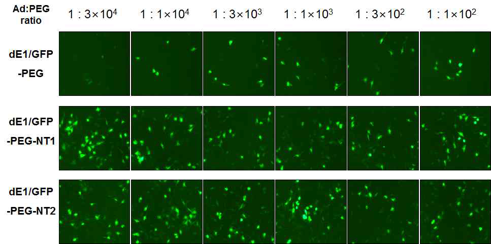 U343 세포에서의 PEG 비율에 따른 유전자 전달능 검증