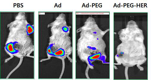 4T1 luciferase-expressing 유방암을 이용한 원발암, 전이암에서의 항종양효과 관찰 결과