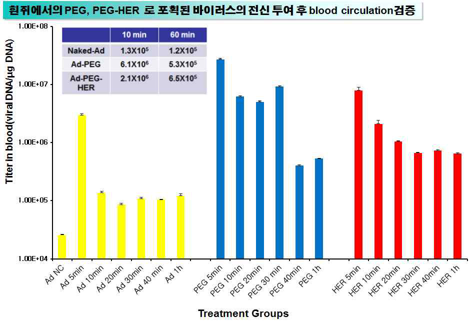 PEG-HER 로 중합된 종양선택적 살상 아데노바이러스 제제의 투여 후 증대된 blood circulation time 관찰