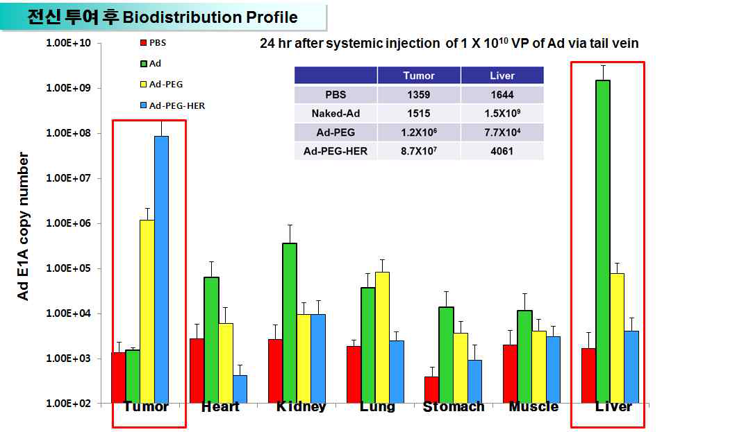 PEG-HER 로 중합된 종양선택적 살상 아데노바이러스 제제의 투여 후 나타나는 biodistribution profile 관찰