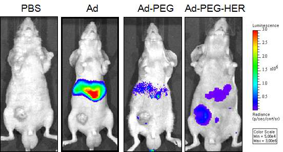 PEG-HER 로 중합된 종양선택적 살상 아데노바이러스 제제의 투여 후 나타나는 체내분포를 bioluminescence imaging을 이용하여 관찰