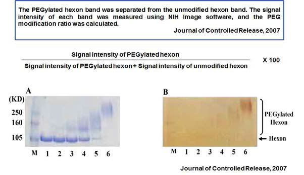 SDS-PAG를 통한 PEGylation 후 hexon 변화의 관찰