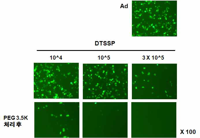 DTSSP 농도에 따른 PEGylation 효율 비교 분석(GFP 영상)