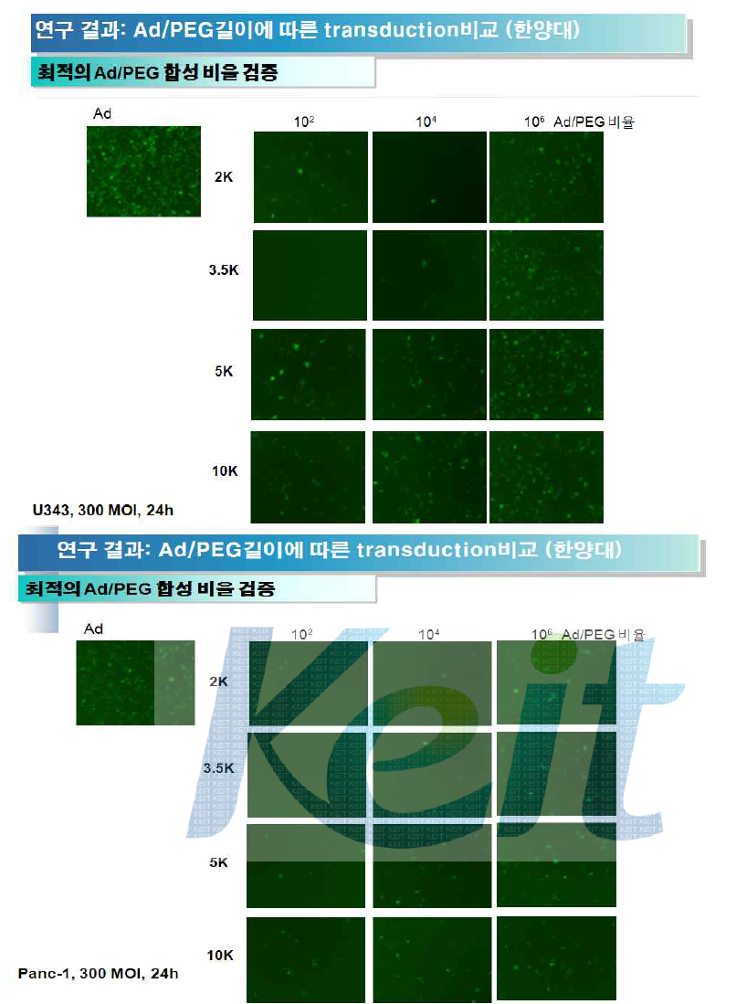 PEG 길이별, 농도별에 따른 세포 내 아데노바이러스 도입 효율 비교 분석