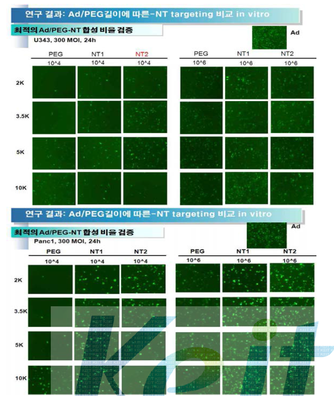 NTR 고발현 세포주들에서 Ad-PEG-NT 의 세포 내 도입 효율 비교 분석