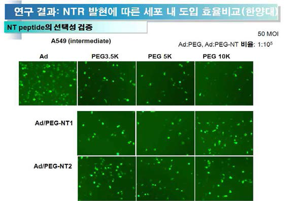 NTR 발현 세포주들에서 Ad-PEG-NT 의 세포 내 도입 효율 비교 분석
