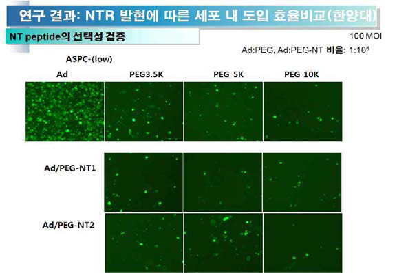 NTR 저발현 세포주들에서 Ad-PEG-NT 의 세포 내 도입 효율 비교 분석