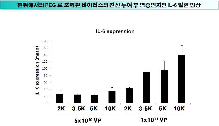 생체 내 동물 모델에 Ad-PEG을 고농도로 전신 투여한 뒤 IL-6 분석