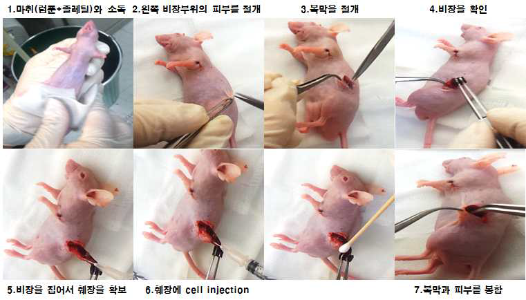 췌장암 동소이식 모델 구축을 위한 수술과정