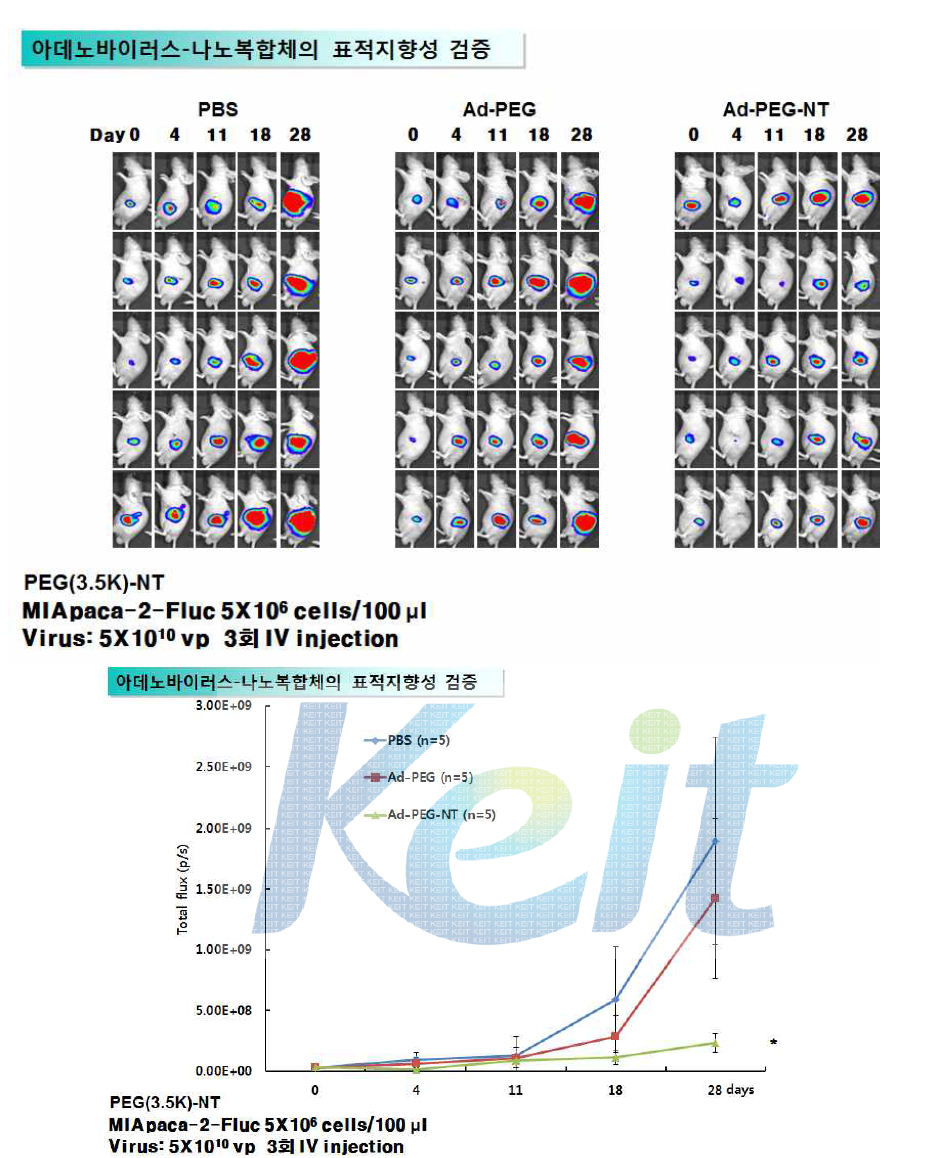 MIApaca-2-fluc 종양 모델에서 optical imaging을 통해 PEG-NT로 포획된 암세포살상 아데노바이러스에 의한 항종양 효과 비교