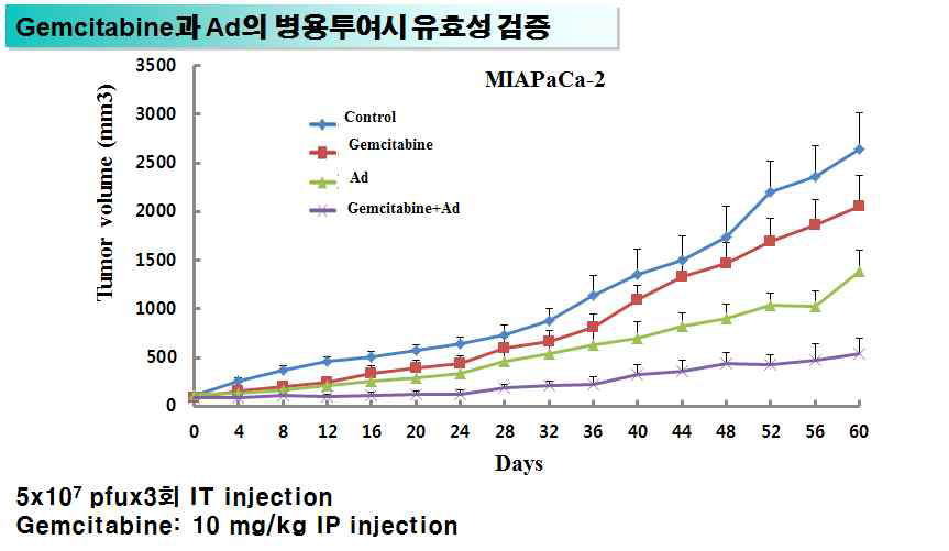 MIApaca-2 종양 모델에서 gemcitabine과 아데노바이러스의 병용투여에 의한 항종양 효과 비교