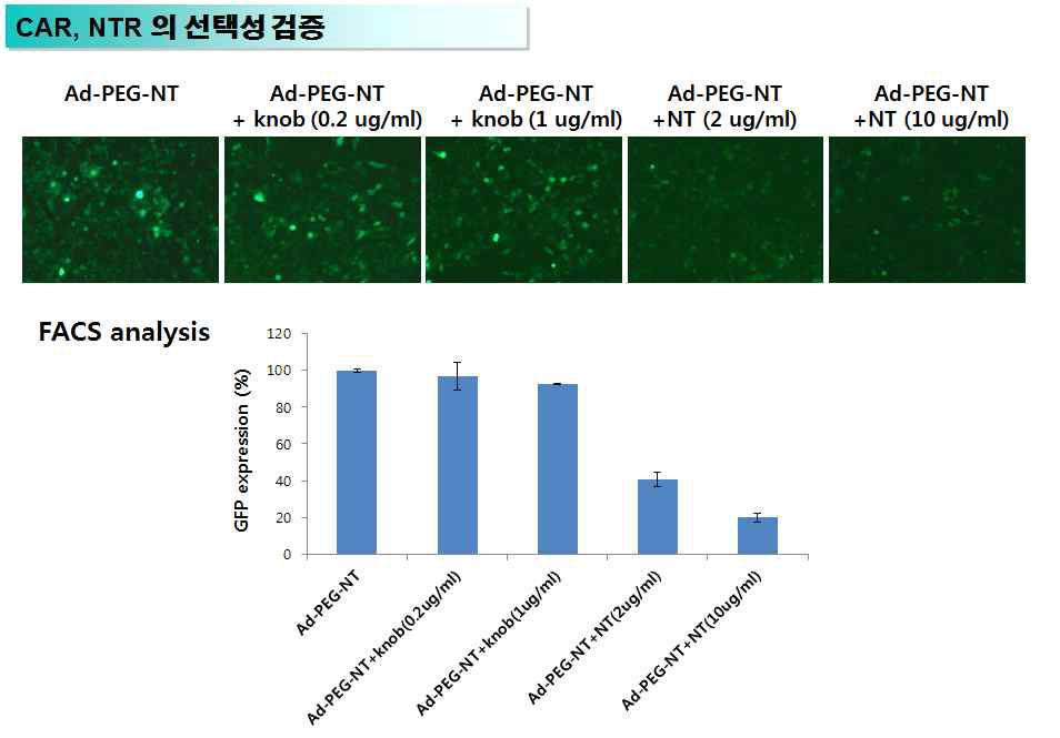 Ad-PEG-NT의 NTR 특이적인 표적지향성 검증