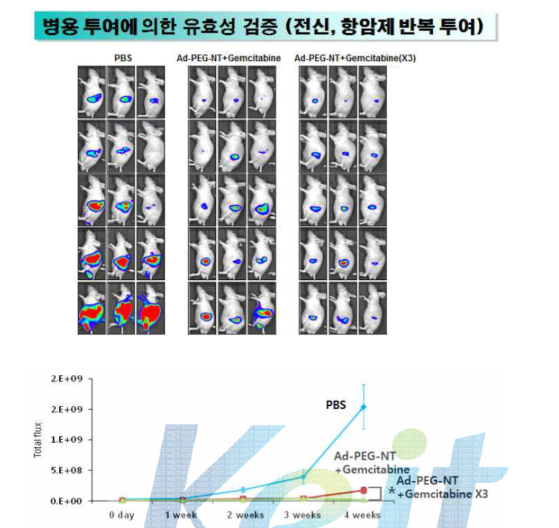 Panc-1/fluc 동소이식 췌장암 모델에서 아데노바이러스-나노복합체와 Gemcitabine의 병용투여 및 Gemcitabine 반복투여에 따른 항종양 효과 비교