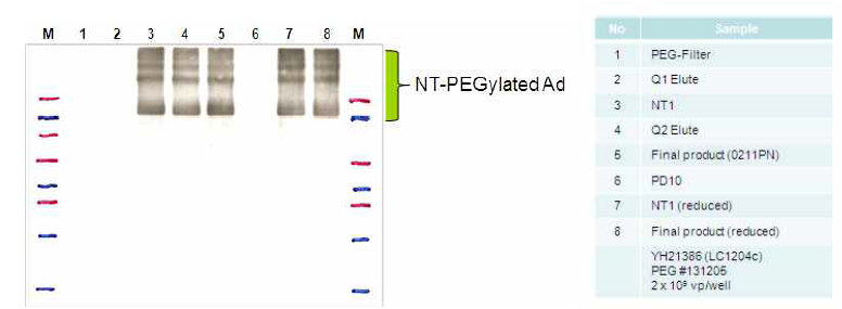 제조 공정 중 NT 펩티드의 확인을 위한 western blot 결과