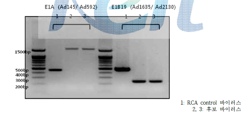 PCR을 이용한 아데노바이러스-나노복합체의 유전자 확인