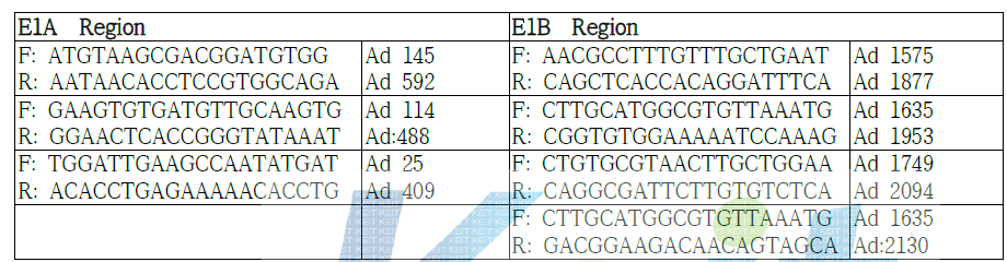 아데노바이러스 확인용 PCR primer 시퀀스