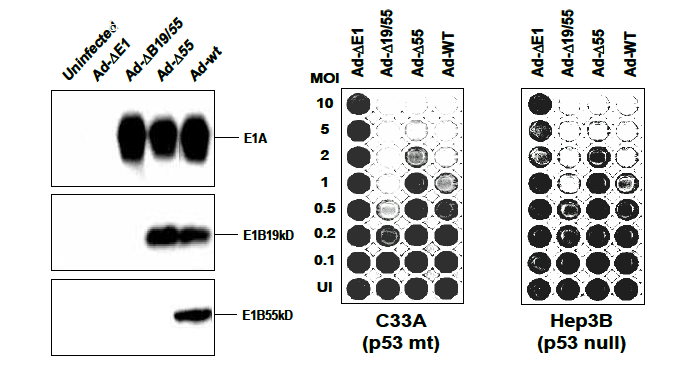 Ad-△ElB19/55 아데노바이러스의 구성 단백질 발현양상과 Ad-△ElB19/55 아데노바이러스의 p53 결손 암세포 선택적 살상능 규명